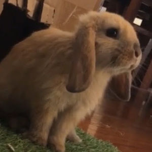 Meet your Posher, Sienna